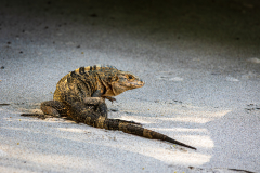 Black spiny-tailed iguana (Ctenosaura pectinata)