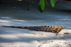 Black spiny-tailed iguana (Ctenosaura pectinata)