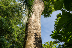 Tall tree in Parque Nacional Manuel Antonia