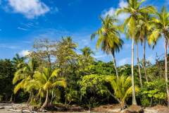 Palm trees on a beach in Parque Nacional Manuel Antonio