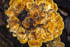 Fungus on rotting tree branch