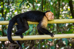 White-faced capuchin