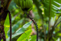 Plantain fruit and flower stem
