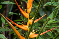 Heliconia latispatha (False bird of paradise)