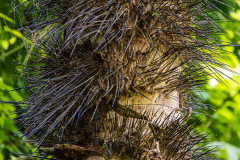 Astrocaryum standleyanum (Black Palm)