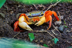 Red Land Crab (Moon Crab)