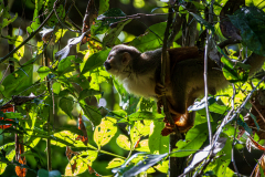 Central American Squirrel Monkey