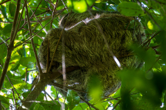 Two-toed sloth