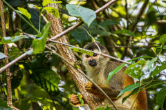 Central American Squirrel Monkey