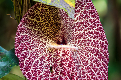 Aristolochia gigantea (Dutchman's Pipe)