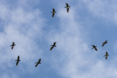 Brown pelicans