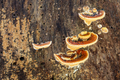 Fungus on tree trunk