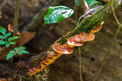 Bracket fungus