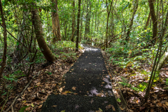 Path through the forest