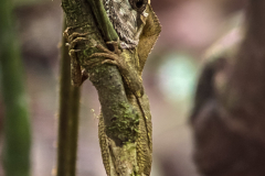 Common Basilisk