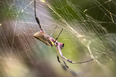 Golden silk orb-weaver spider