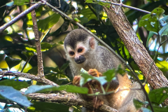 Central American Squirrel Monkey