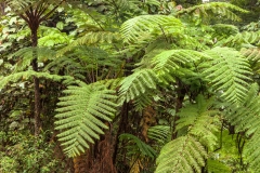 Ferns
