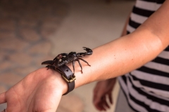 Scorpion