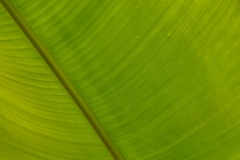 Banana Leaf