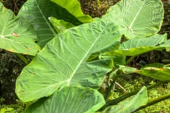Tropical plants