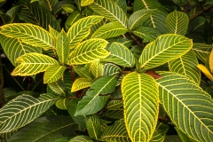 Tropical plants