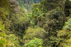 Rainforest