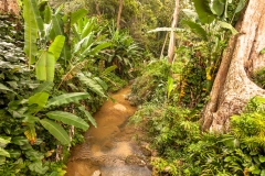 Rainforest