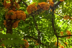 Flowering tree