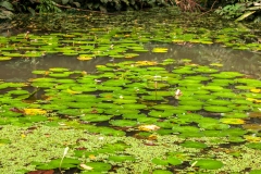 Waterlillies