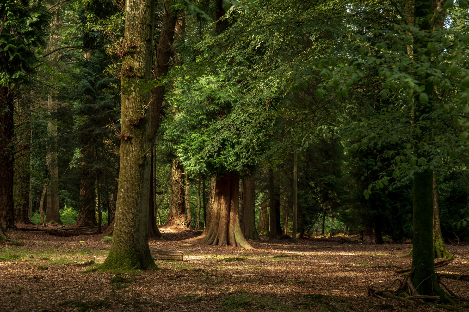 Afternoon light in the New Forest