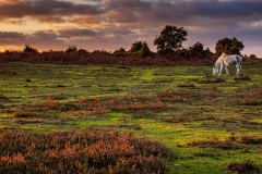 Autumn evening, New Forest