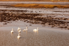 Swans in Chichester Harbour
