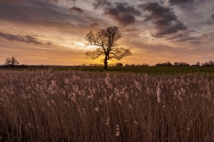 Reedbed near Chichester Harbour