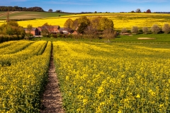 Manor Farm