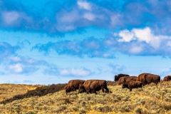 Hayden Valley Bison