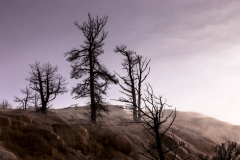 Mammoth Hot Springs Terraces