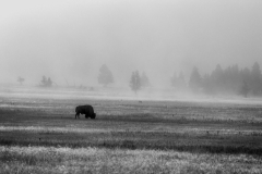 Bison