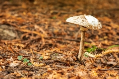 Forest mushroom