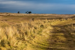 Littleferry dunes