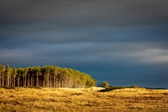 Littleferry dunes