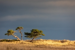 Littleferry dunes