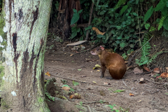Central American agouti (Dasyprocta punctata)