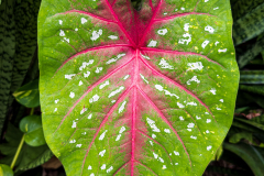 Caladium leaf