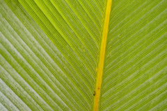 Tropical plant leaf