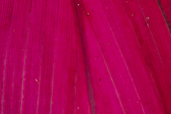 Tropical plant leaf
