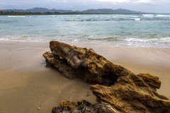 Caribbean driftwood