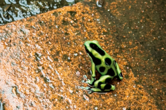Green-and-black poison dart frog (Dendrobates auratus)