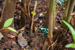 Green-and-black poison dart frog (Dendrobates auratus)