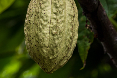 Cacao pod growing on a Theobroma cacao tree